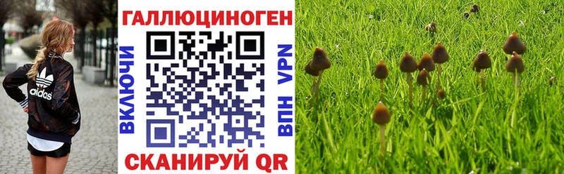 Галлюциногенные грибы Psilocybe  Жиздра 